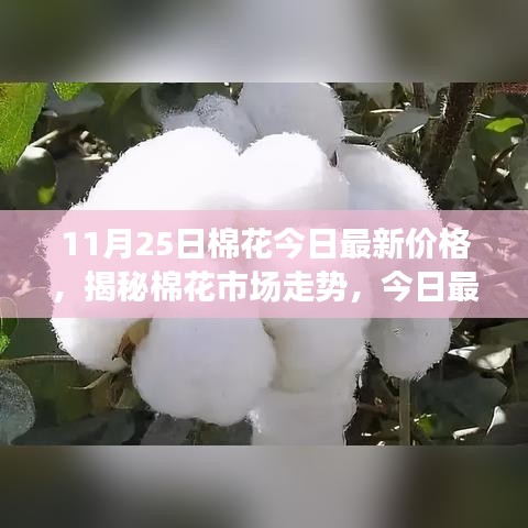 轻松科普揭秘，棉花市场走势及最新价格动态（11月25日棉花行情）