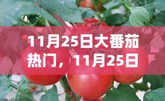 11月25日大番茄热点盛宴，解锁潮流新姿势，共赏时尚魅力