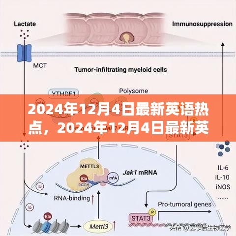 最新英语热点学习指南，成为英语达人的步骤与攻略（2024年12月4日更新）