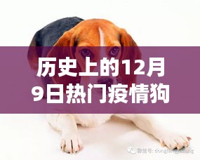 十二月九日回望，疫情狗与疫情犬的历史回眸