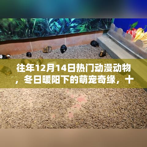 冬日暖阳下的萌宠奇缘，十二月十四日动漫动物温馨日常