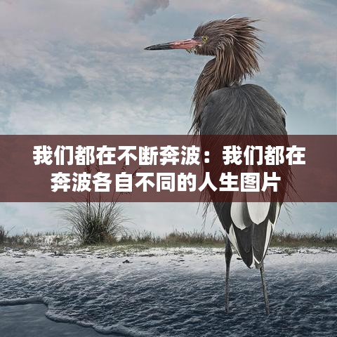 我们都在不断奔波：我们都在奔波各自不同的人生图片 