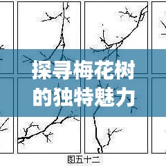 探寻梅花树的独特魅力与最新发展动态