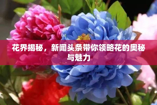 花界揭秘，新闻头条带你领略花的奥秘与魅力