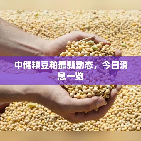 中储粮豆粕最新动态，今日消息一览