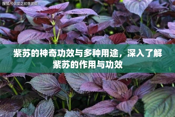 紫苏的神奇功效与多种用途，深入了解紫苏的作用与功效