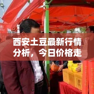 西安土豆最新行情分析，今日价格走势揭秘